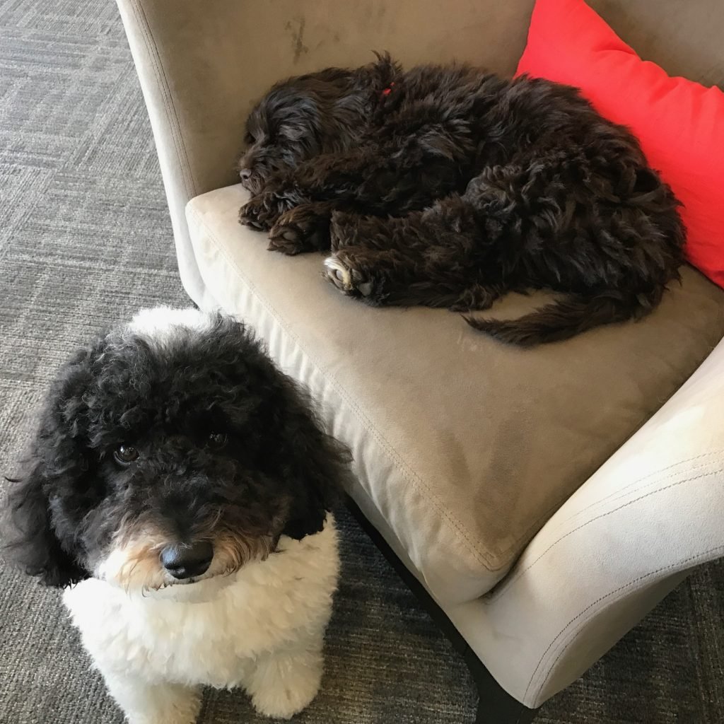 aggy and star